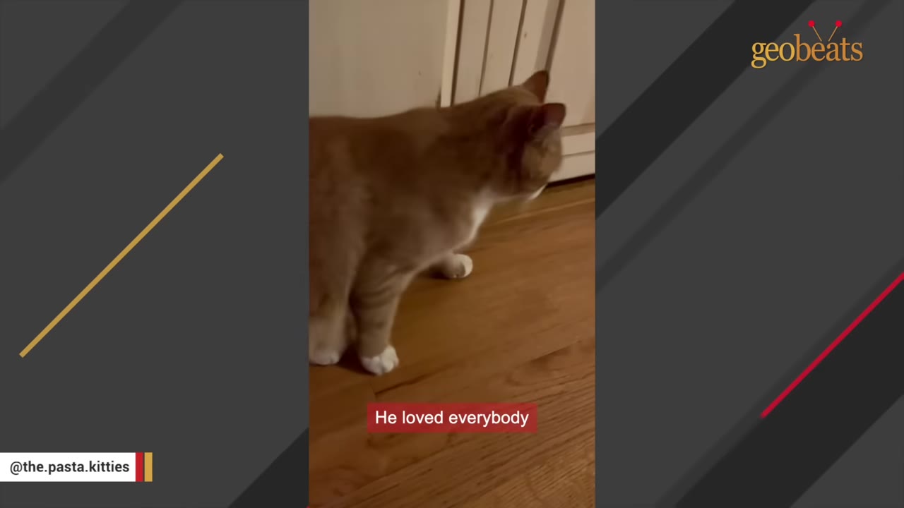 An orange and white cat walks across a wooden floor inside a house.