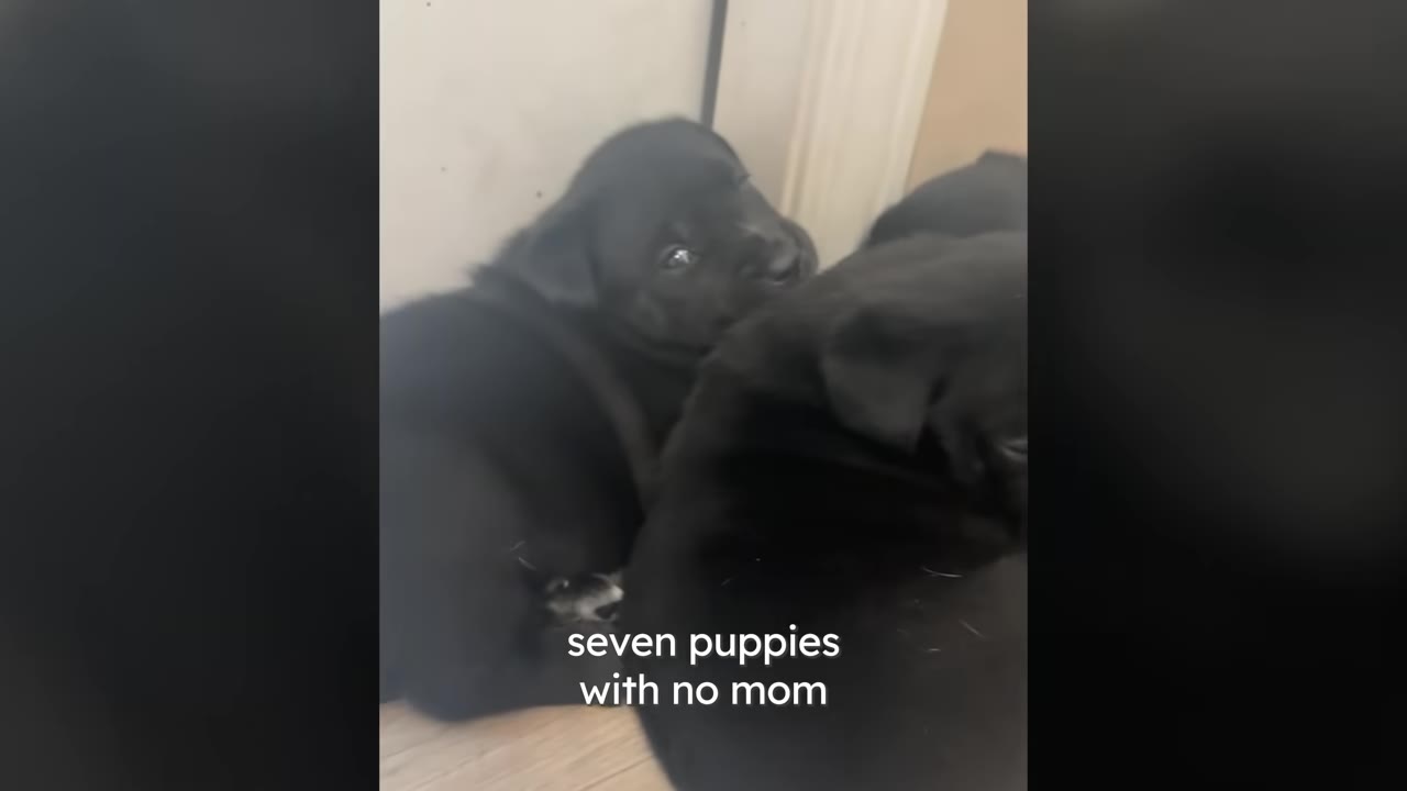 A group of small black puppies huddled together on a wooden floor.