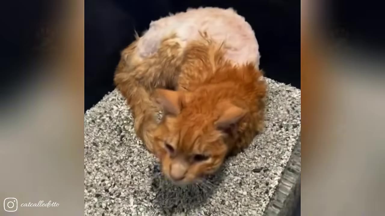 An orange cat with a partially shaved back sits curled up on a grey textured surface.
