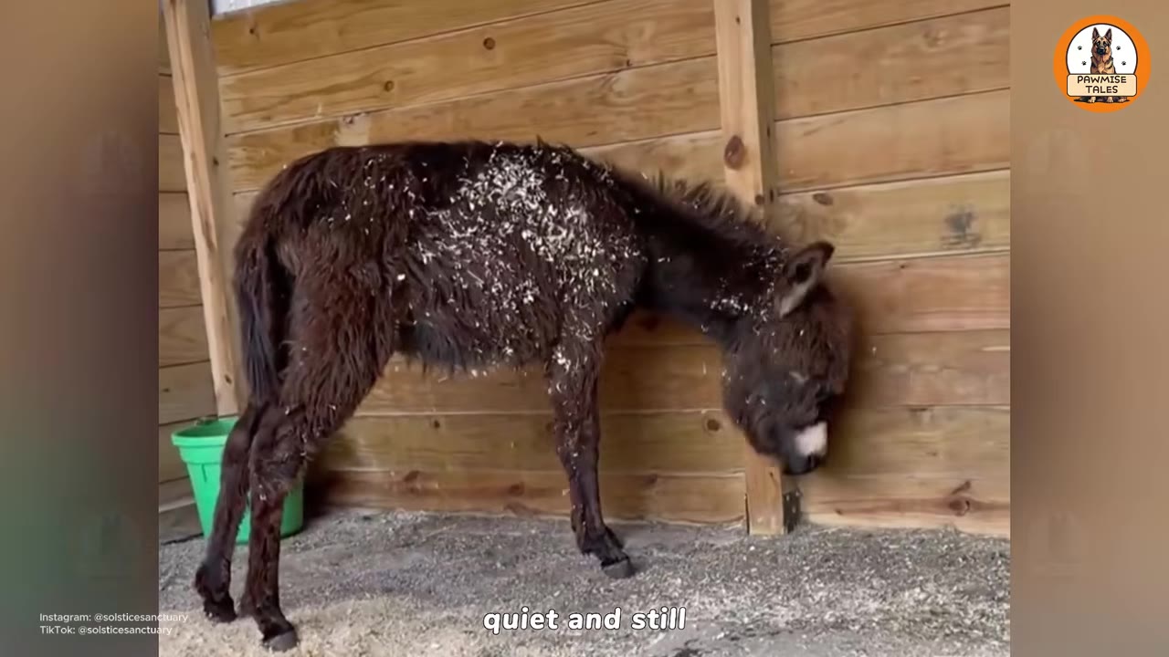A small, dark brown donkey covered in wood shavings stands quietly with its head down in the corner of a wooden enclosure.