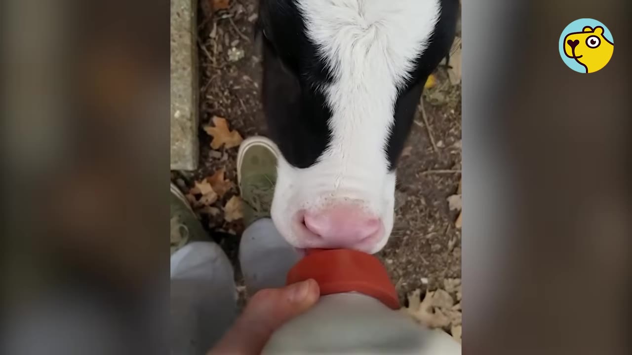 A close-up, high-angle shot of a black and white calf drinking milk from a large bottle with a red rubber nipple held by a person.