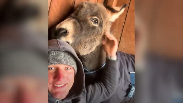 Colorado Man Meets Lonely Farm Donkey, Then One Quiet Night Changes Both Of Their Lives Forever