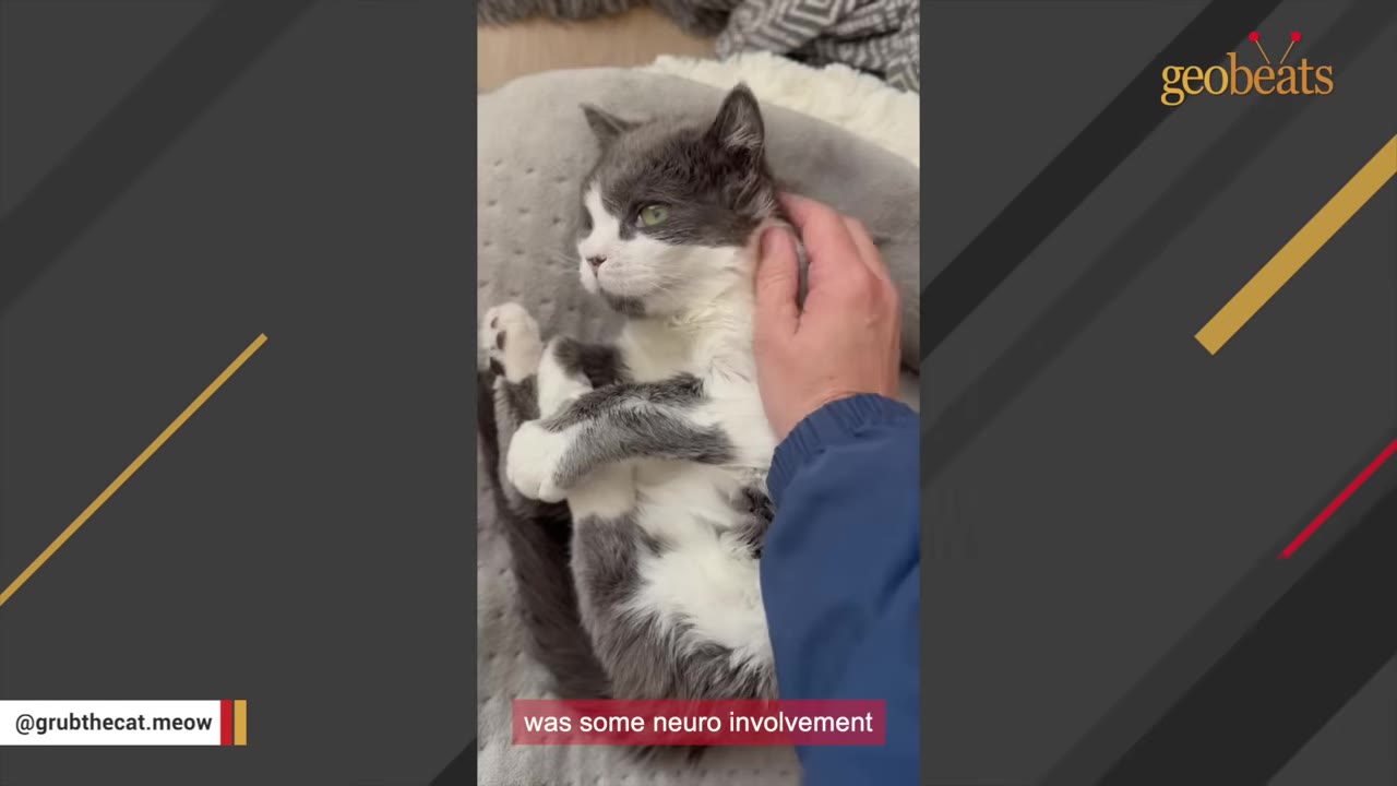 A grey and white cat lies on a soft grey bed while a person's hand gently pets its neck, with a subtitle reading 'was some neuro involvement'.