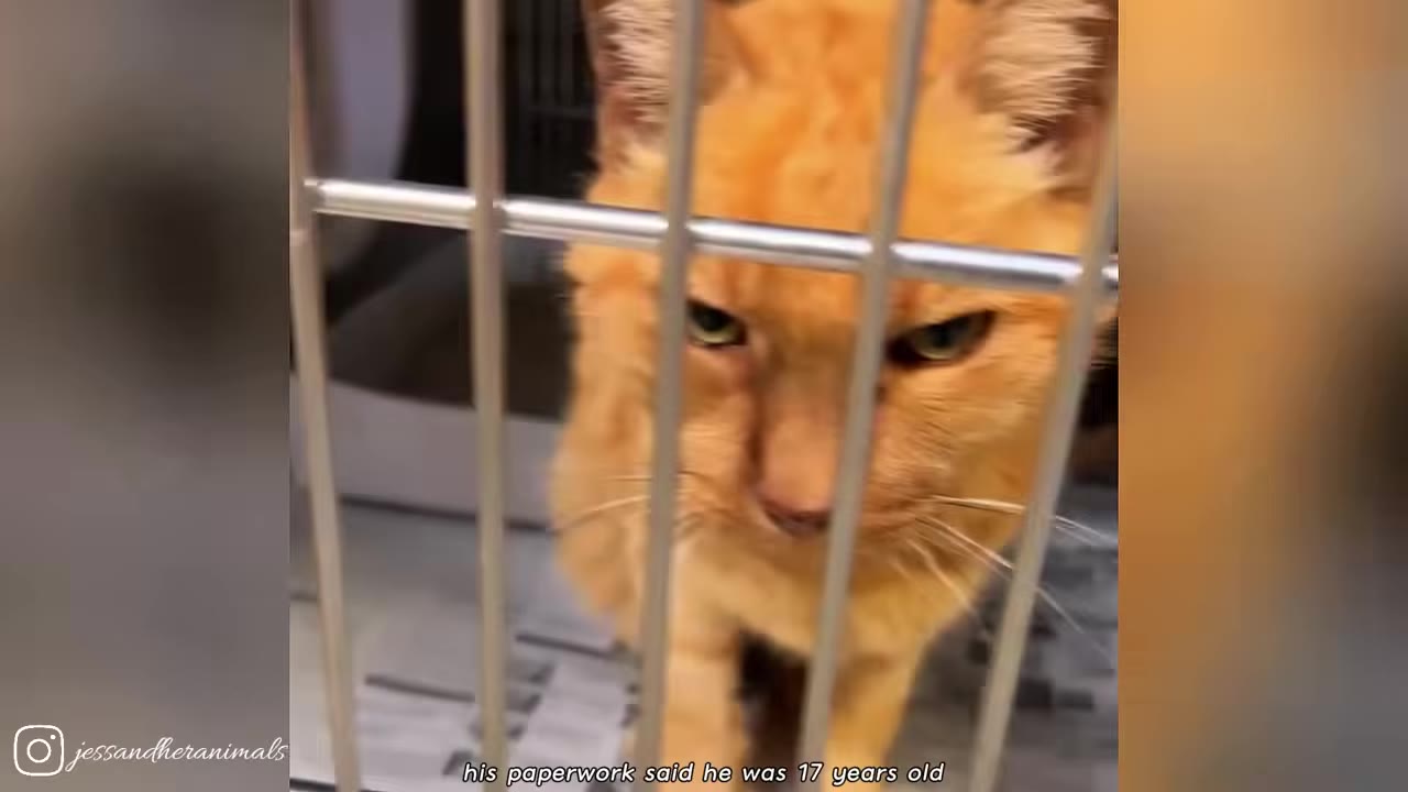 An orange cat with sad eyes looks through the metal bars of a shelter cage.