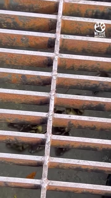 A group of small ducklings trapped beneath a rusty metal storm drain grate.