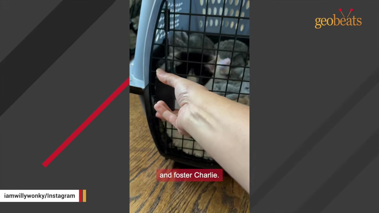 A person's hand reaches towards the metal door of a pet carrier containing a black and white kitten.