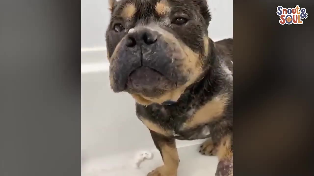 A close-up shot of a wet, dark brown and tan dog standing in a white bathtub, looking directly at the camera with a gentle expression.