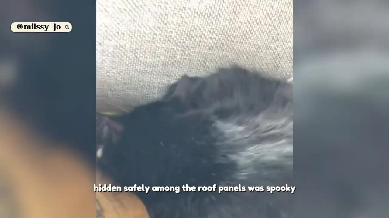 A black cat nestled in a narrow space between a textured wall and a wooden beam.