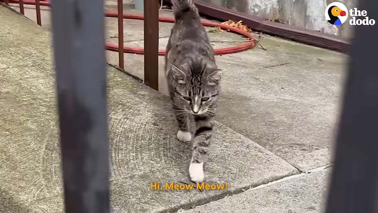 A tabby cat with white paws walks forward on a concrete path outdoors.