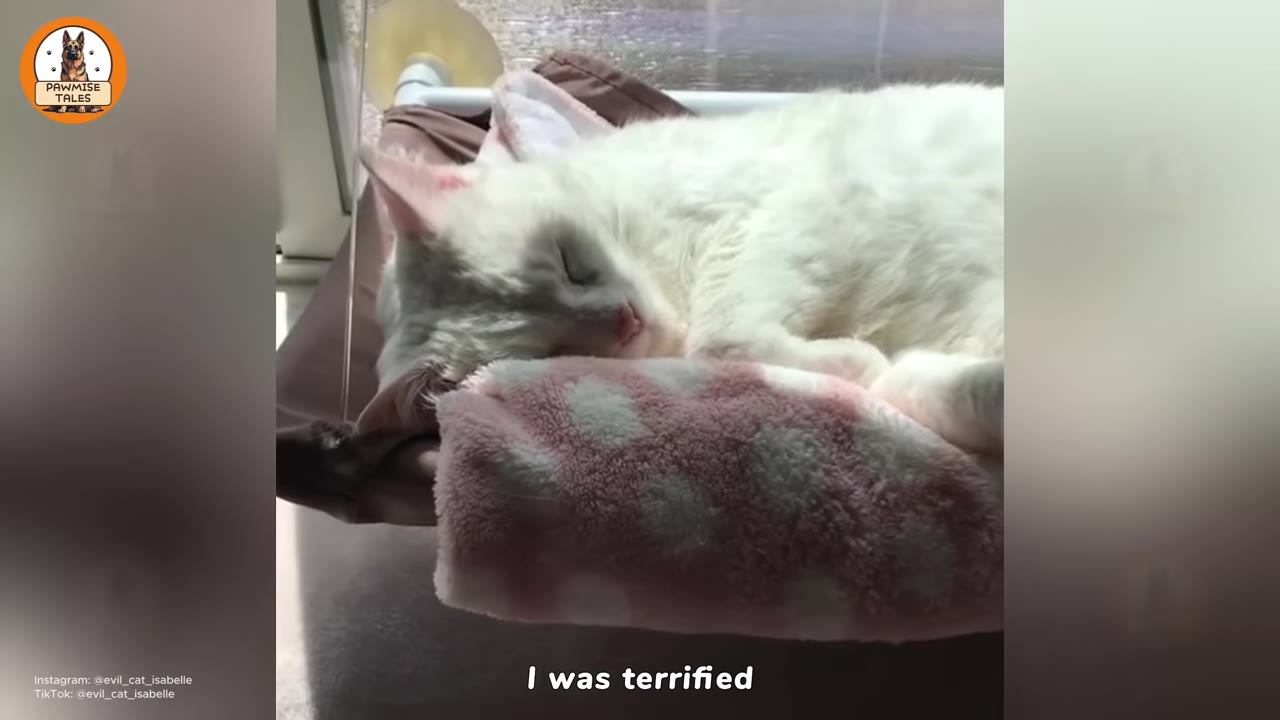 A close-up of a white cat sleeping peacefully on a pink and white polka-dotted blanket.