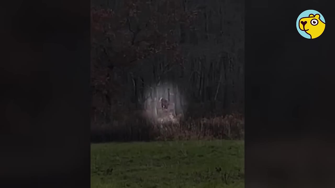 A dark, nighttime view of a brown and white cow standing among trees in the woods, illuminated by a beam of light.
