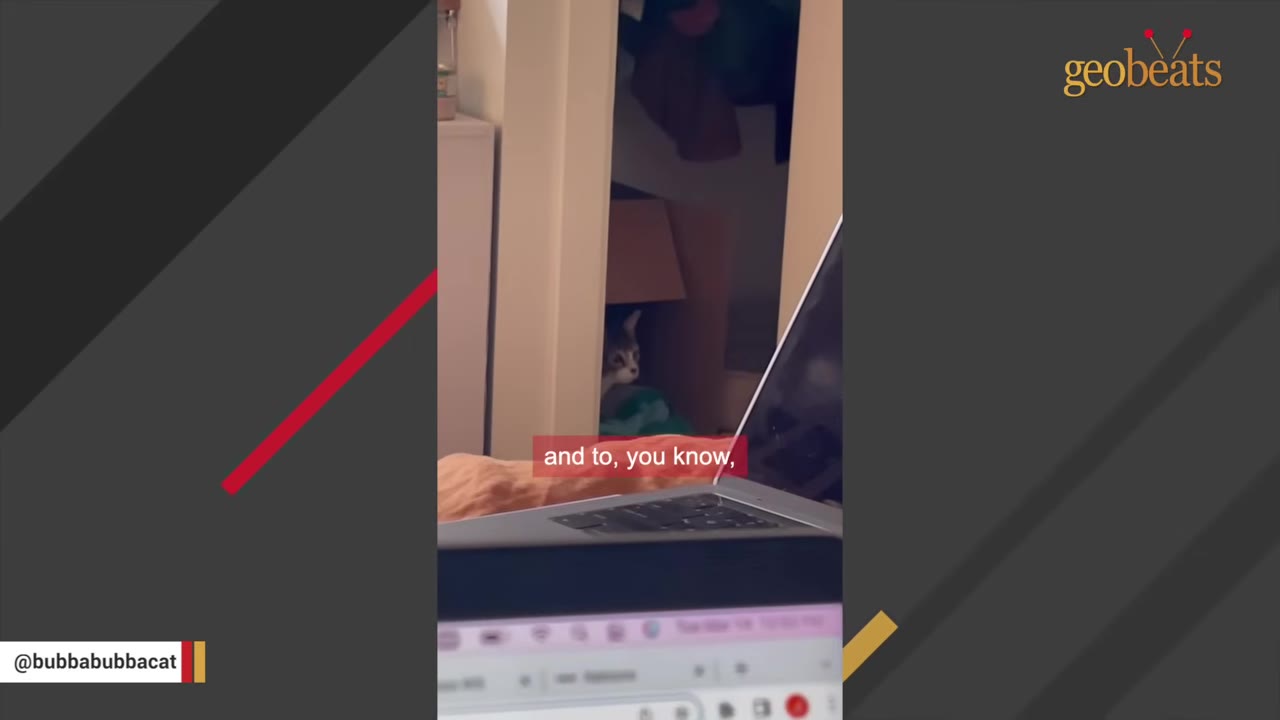 A small cat peeks out timidly from inside a cardboard box in a doorway behind a laptop.