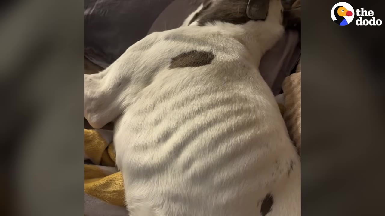 An emaciated white dog with brown spots lies on its side, its ribs clearly visible through its fur.