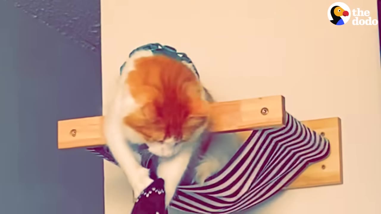 An orange and white cat perched on a wooden wall-mounted hammock shelf, looking down and reaching with its paw.