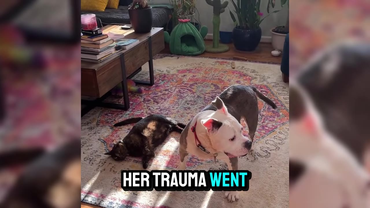 A white and grey dog with a red collar stands on a colorful patterned rug next to a dark cat lying down.