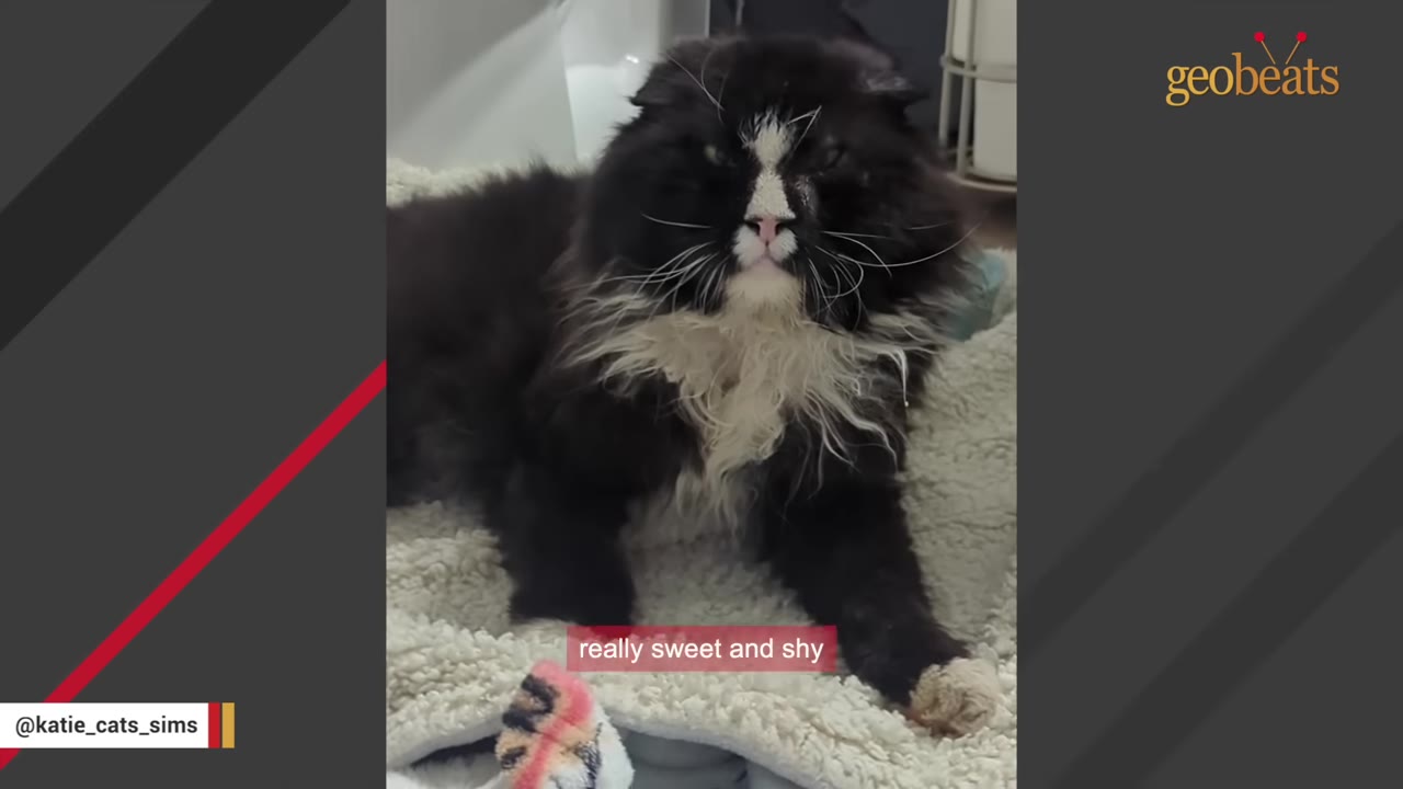 A large, fluffy black and white cat with long whiskers lies on a soft white blanket on a bathroom floor.