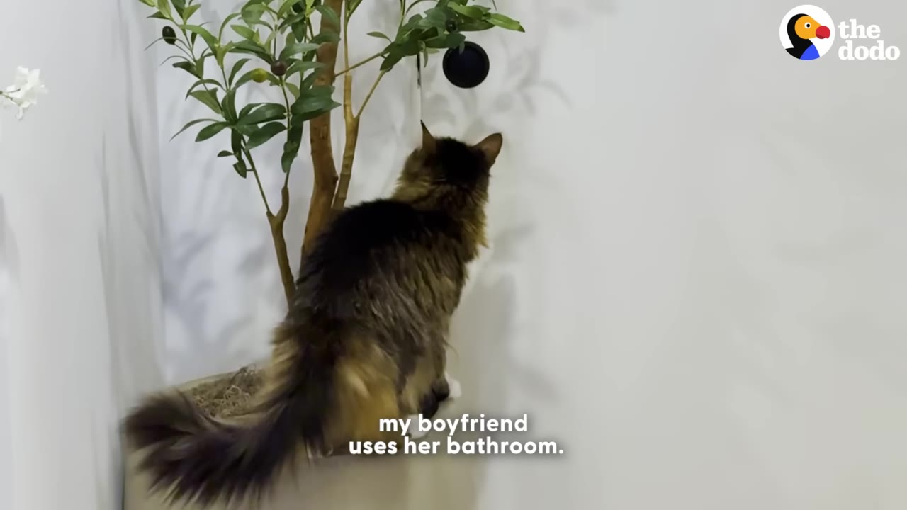 A fluffy long-haired cat stands on the edge of a potted plant next to a white wall, with text overlay reading 'my boyfriend uses her bathroom.'