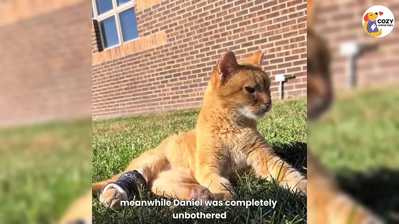 An orange cat named Daniel sits calmly on green grass in front of a brick building, wearing a black brace on his rear leg.