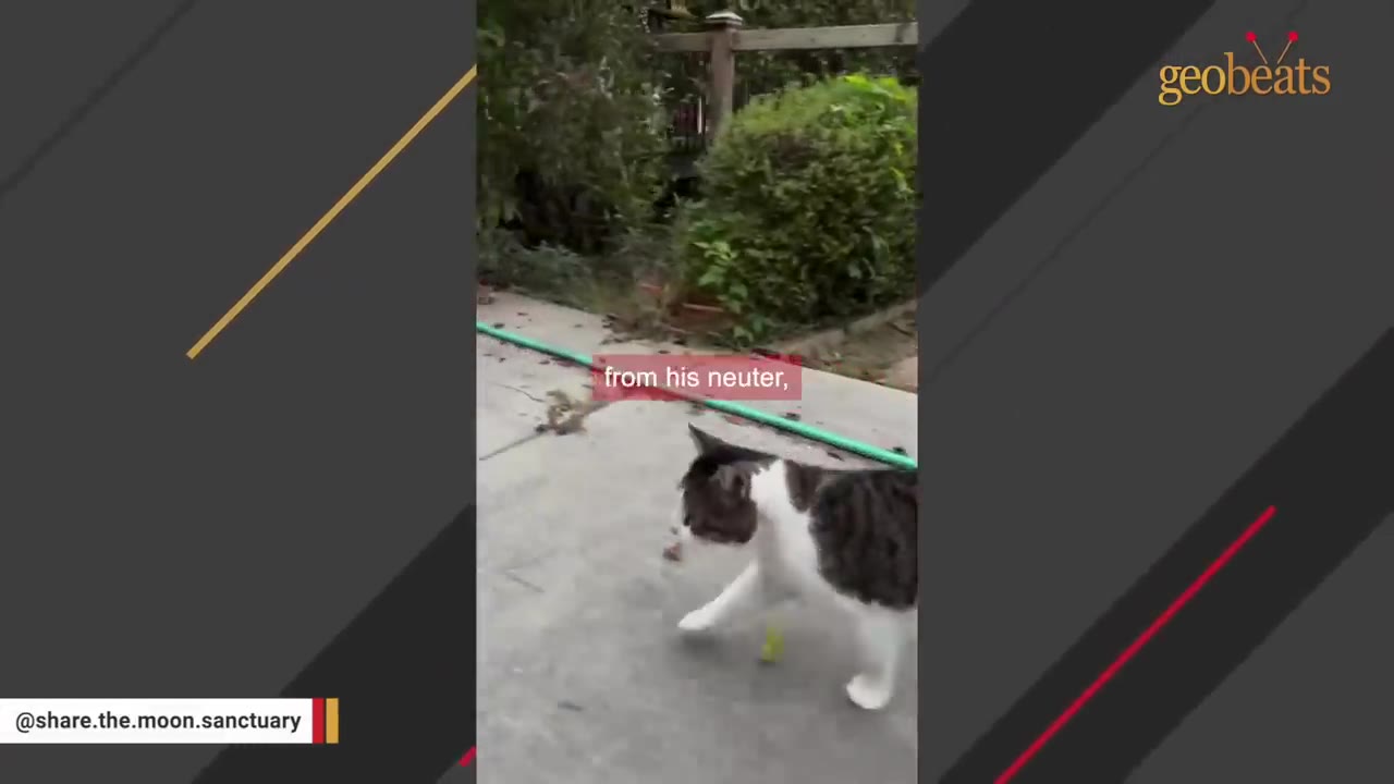 A white and grey cat walking on a concrete path outdoors near some bushes.
