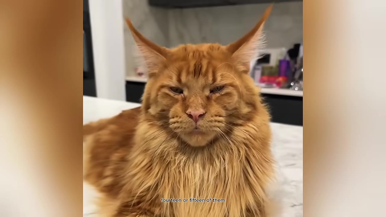 A close-up shot of a large, fluffy orange Maine Coon cat with long ear tufts sitting on a white countertop.