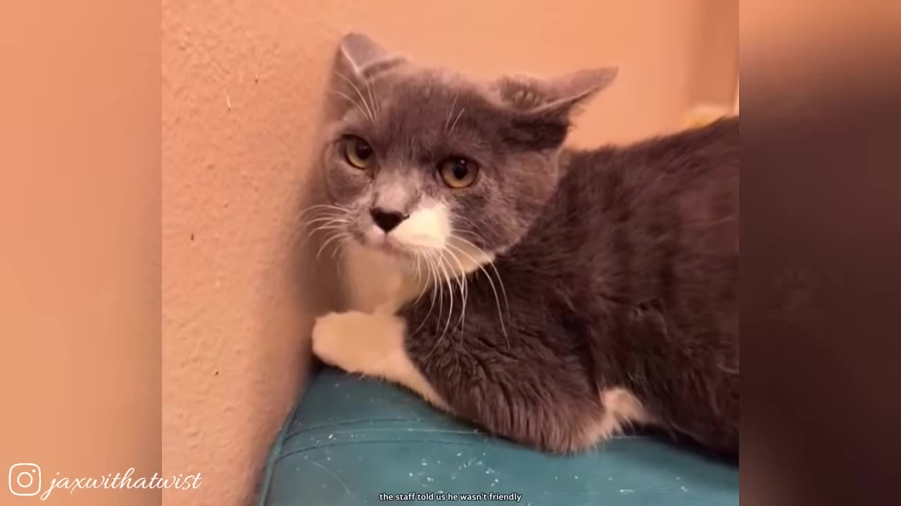 A grey and white cat with a grumpy expression sits huddled against a wall on a blue cushion.