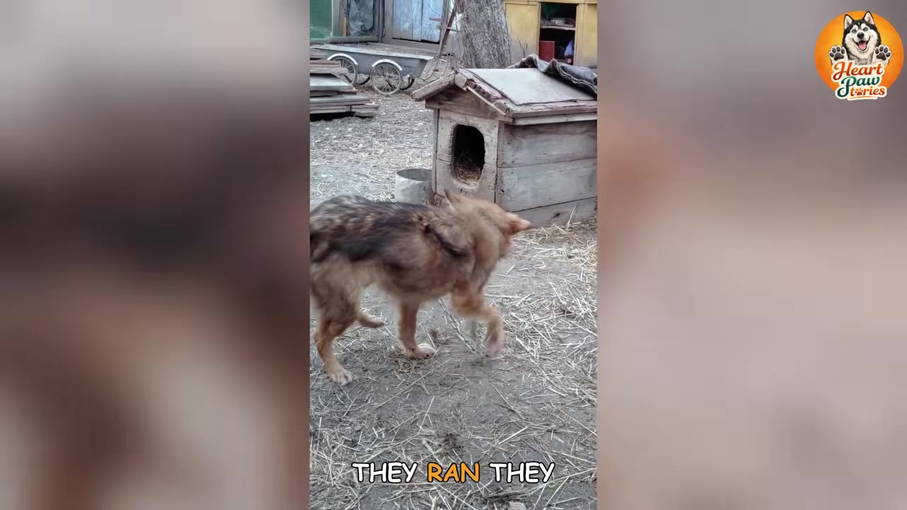 A brown dog walking in a dirt yard next to a weathered wooden doghouse.