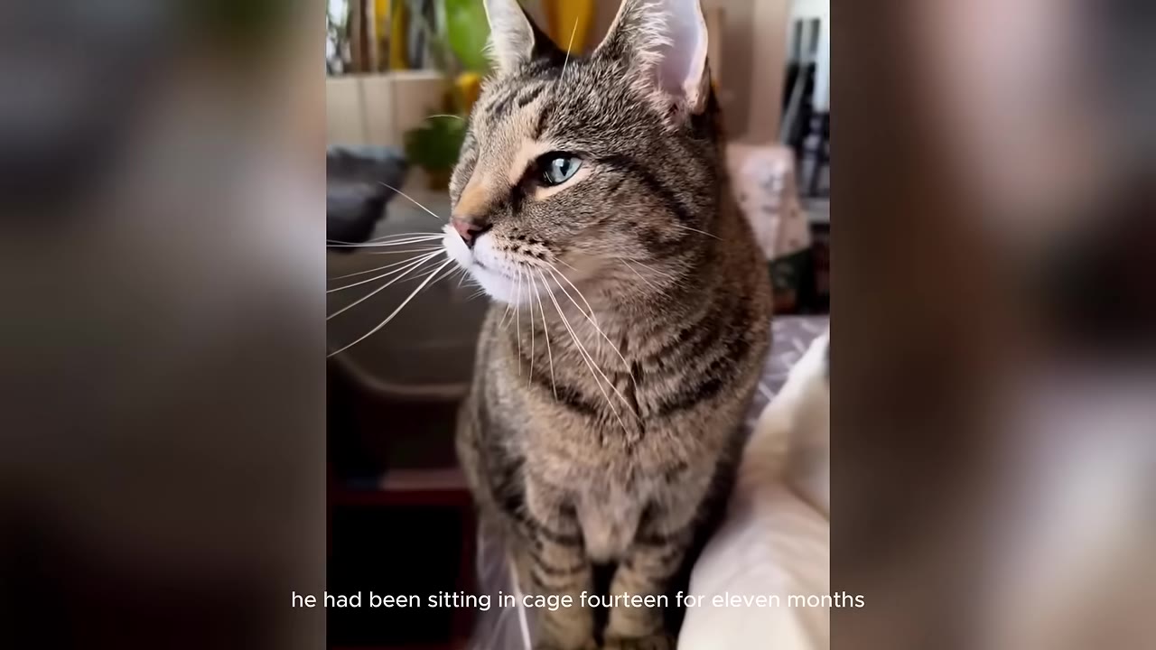 A tabby cat with one eye visible sits looking to the side, with the text 'he had been sitting in cage fourteen for eleven months' at the bottom.