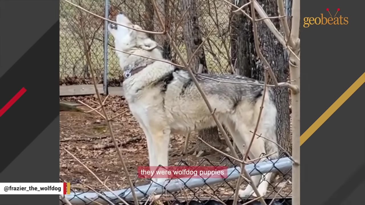 A wolfdog standing behind a chain-link fence in a wooded area, howling with its head tilted upward.