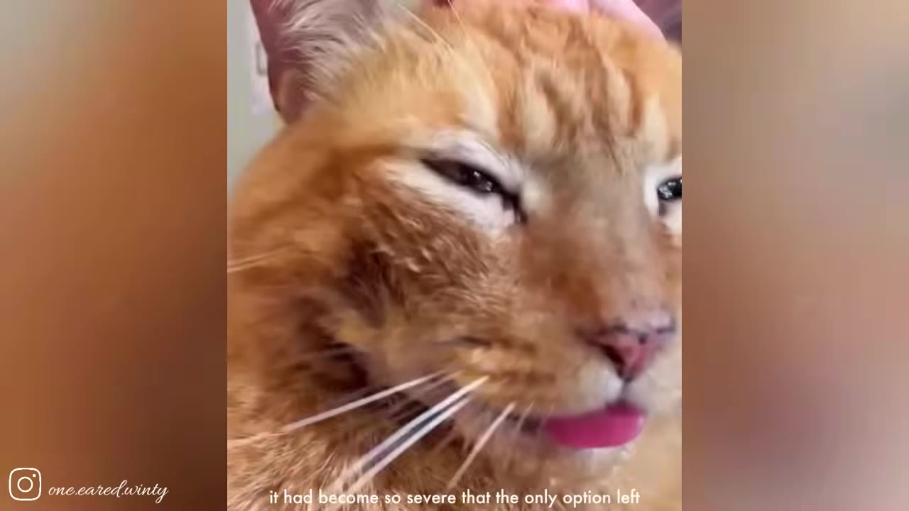 A close-up of an orange cat's face, showing a swollen and irritated ear.