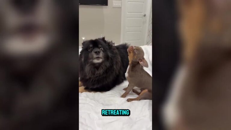 California Chihuahua Starts Howling Like A Husky To Win His Big Brother’s Heart