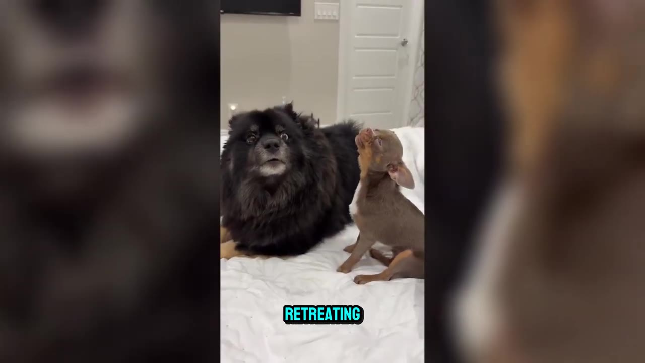 A tiny brown Chihuahua sits on a white bed, looking up pleadingly at a larger, fluffy black dog sitting next to it.
