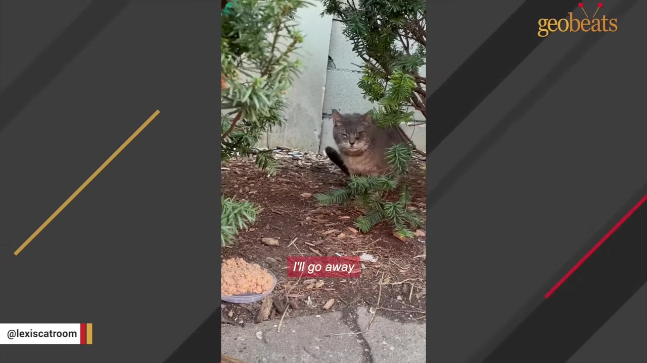A grumpy-looking grey cat sits under a green bush next to a bowl of food.