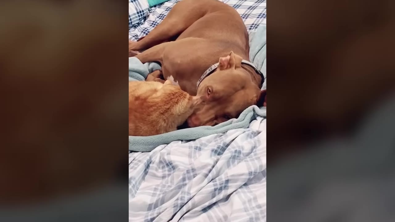 A brown pit bull lies on a blue and white plaid blanket next to an orange tabby cat.