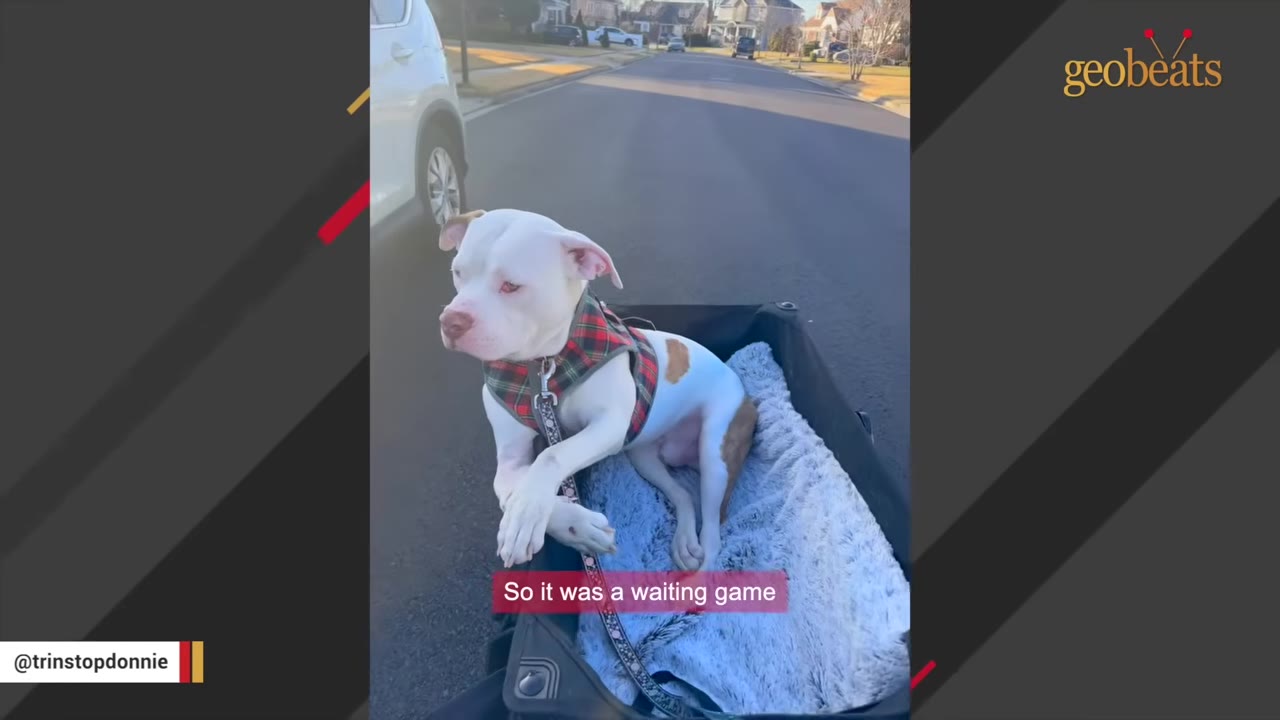 A white and brown dog wearing a plaid harness sits in a black wagon lined with a fluffy grey blanket on an asphalt street.