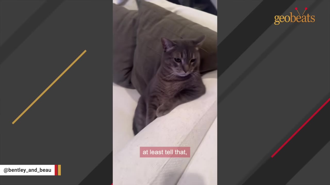 A grey tabby cat sits on a white sofa leaning against a brown pillow, looking sideways with a skeptical expression.