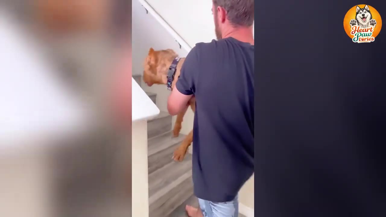 A man carrying a large tan dog up a flight of wooden stairs inside a house.