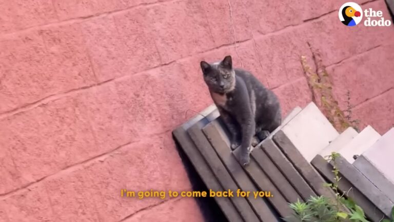 New York Cat Survived On The Streets With A Broken Leg Until One Rescuer Refused To Give Up