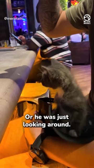 A small grey kitten with white paws sits inside a black pouch on a person's lap at a bar counter, looking around at the surroundings.