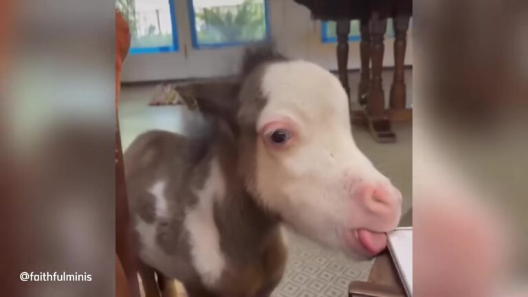 California Miniature Horse Was Given Days To Live, But One Phone Call Changed His Fate