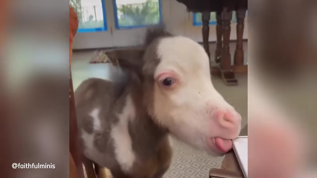 A close-up shot of a tiny, brown and white miniature horse standing indoors, looking forward with its tongue sticking out slightly.