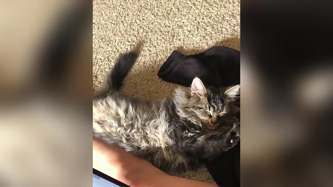 A fluffy tabby kitten lies on its back on a beige carpet next to a piece of black clothing.