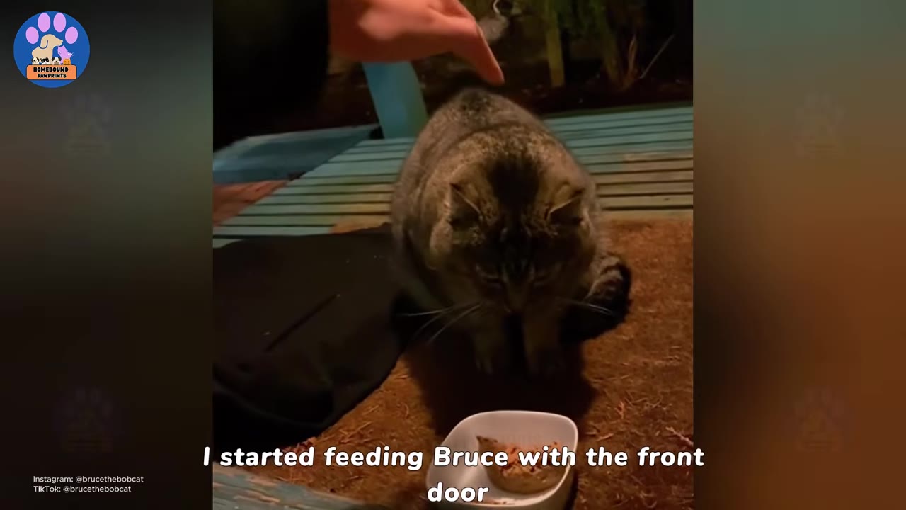 A hand gently reaches out to touch the back of a tabby cat eating from a small white bowl on an outdoor porch.