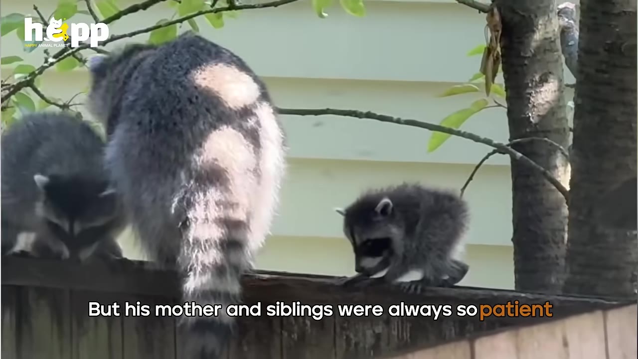 A mother raccoon and two baby raccoons walk along the top of a wooden fence.