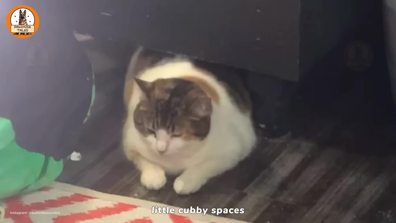 A calico cat sits tucked away in a dark space underneath a piece of furniture.