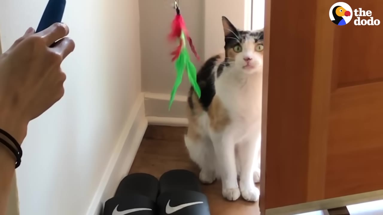 A calico cat sits cautiously behind a wooden door frame, looking at a colorful feather toy being held out by a person.