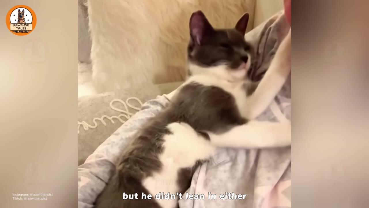 A grey and white cat lying on a person's chest, looking relaxed with closed eyes.