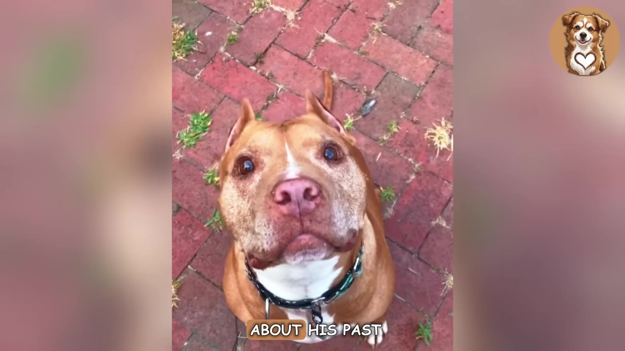 A close-up shot of a brown and white pit bull with visible scars and graying fur around his muzzle, sitting on a red brick patio and looking up.