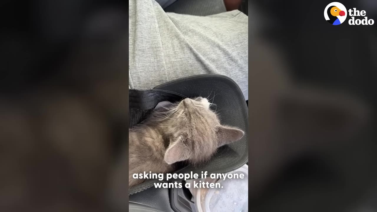 A small grey kitten sleeping inside a black baseball cap placed on a person's lap in a car.