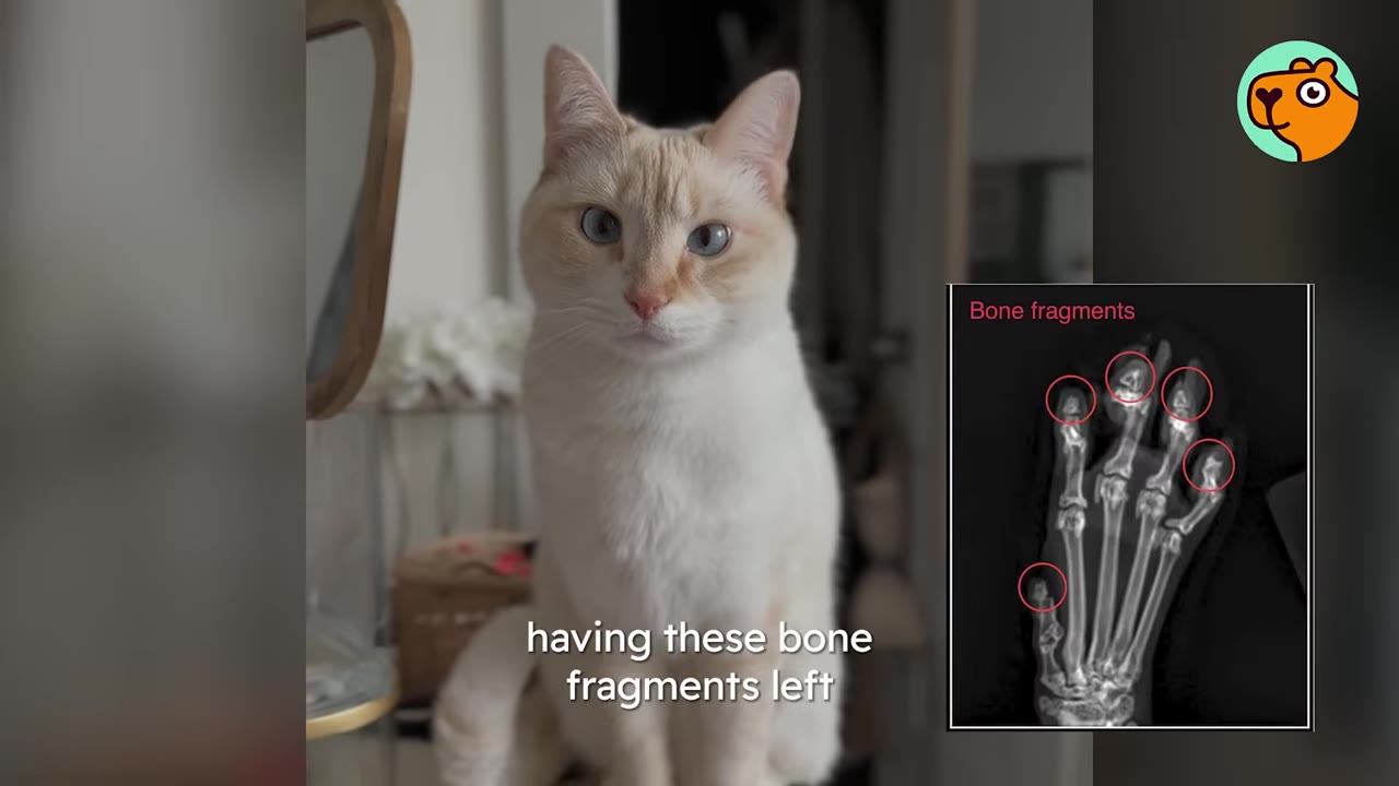 A light-colored cat sitting upright next to an inset X-ray image of a paw showing circled bone fragments.