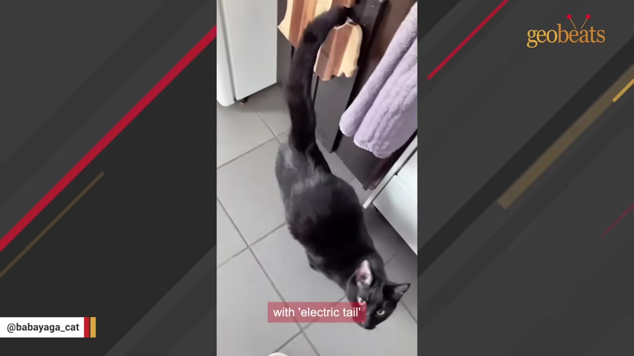 A black cat standing on a tiled floor with its tail held straight up in the air.